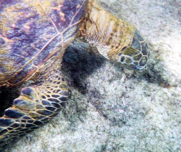 turtle eating algae