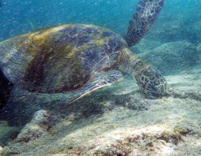 turtle eating algae