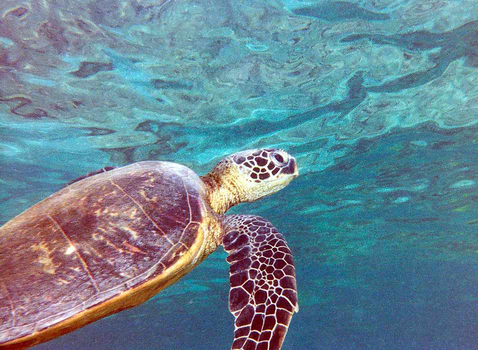 turtle immediately below the mirrored surface of the ocean
