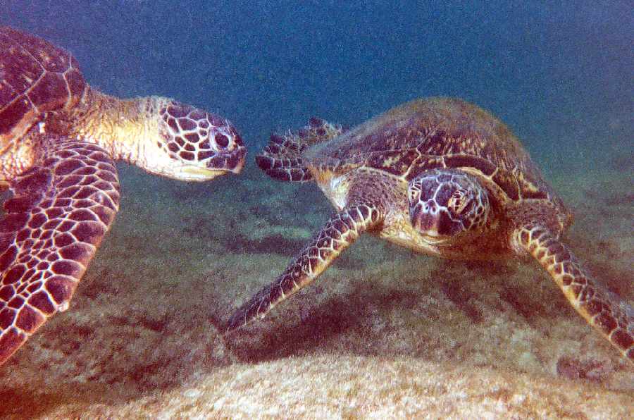 two turtles facing each other underwater