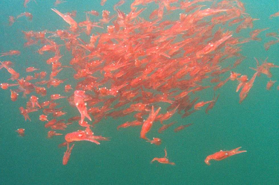 pictures of krill