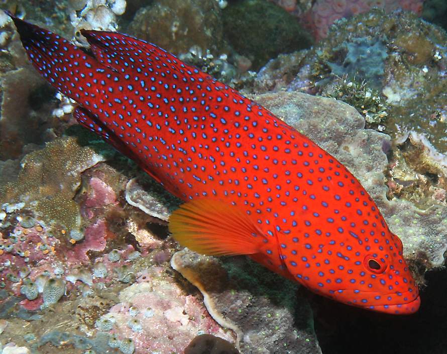 coral hind or coral trout   (click here to open a new window with this photo in computer wallpaper format)