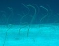 Red Sea garden eels