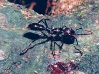 bullet ant (Paraponera clavata) photographed in Costa Rica using a Pentax MZ-5 camera and Pentax 100mm macro lens