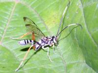 bug that looks like a small wasp with white stripes