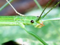 stick insects (walking sticks)