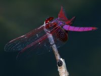 Trithemis aurora photographed in December of 2004 using a Canon D60 camera and Canon 100mm f2.8 USM macro lens  (1/180th second, f13, ISO 100)