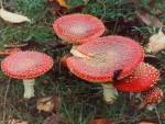 Amanita muscaria