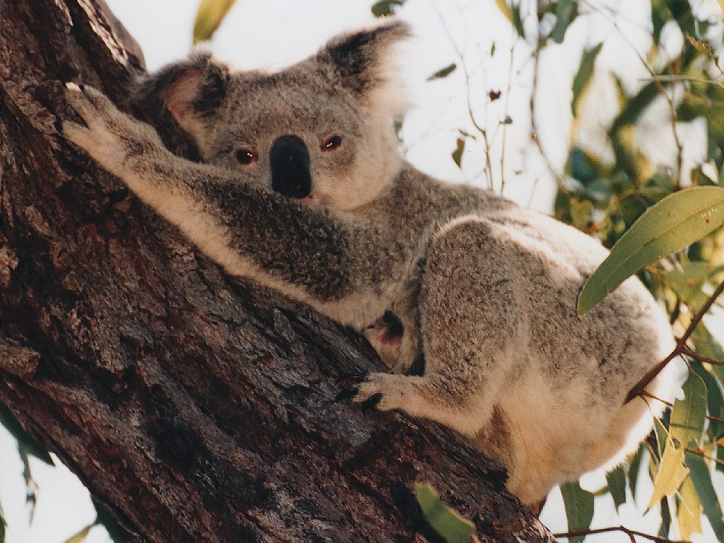 Best Koala Pictures