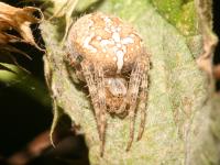 Araneus diadematus photographed in September of 2006 using a Canon 5D camera and Canon 100mm f2.8 USM macro lens  (1/180th second, f16, ISO 100)