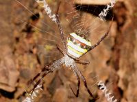 Argiope versicolor photographed in November of 2007 using a Canon 5D camera and Canon 100mm f2.8 USM macro lens (1/180th second, f22, ISO 200)