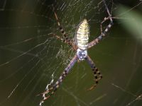 Argiope trifasciata photographed at Volo Bog, Illinois, using a Canon D60 and Canon 100mm macro lens