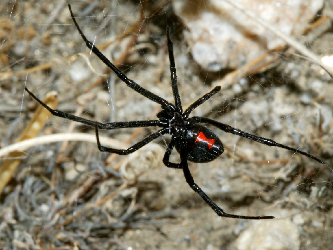black widow spider wallpaper