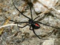 Latrodectus hesperus photographed during July of 2004 at the eastern base of California's Mt San Jacinto using a Canon 1Ds digital camera and Canon 100mm f2.8 USM macro lens  (1/180th second, f32, ISO 100)