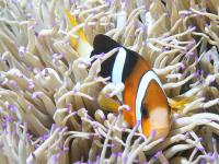 Amphiprion clarkii photographed in March of 2006 using a Canon 5D camera in an Ikelite housing with a Sigma 50mm macro lens and an Ikelite DS-50 strobe   (1/180th second, f16, ISO 200)