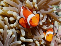 Amphiprion ocellaris photographed in March of 2006 using a Canon 5D camera in an Ikelite housing with a Sigma 50mm macro lens and an Ikelite DS-50 strobe   (1/180th second, f13, ISO 200)