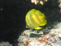 Chaetodon rainfordi photographed in January of 2003 using a 4 megapixel Canon G2 point and shoot camera in an Ikelite housing  (1/100th second, f8, ISO 50, 7 - 21mm lens set to 7mm)