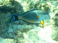 Acanthurus sohal photographed at Dahab in January of 2004 using a Canon G2 camera in an Ikelite housing  (14.6mm focal length, 1/160th second, f5.6, ISO 100)