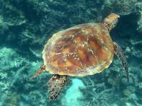 Chelonia mydas photographed on the Great Barrier Reef in January of 2003 using a Canon G2 camera in an Ikelite housing