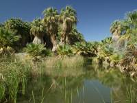 the spring at the McCallum Palm Grove in the Coachella Valley Preserve photographed in March of 2004 using a Canon 1Ds digital camera and Canon 28-105mm lens set to 28mm  (1/10th second, f22, ISO 100)