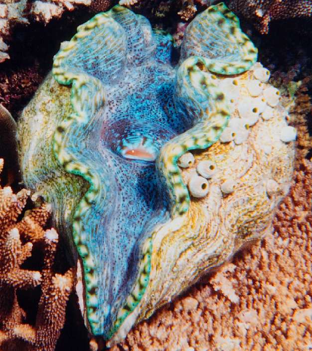 Giant Clams of the Great Barrier Reef